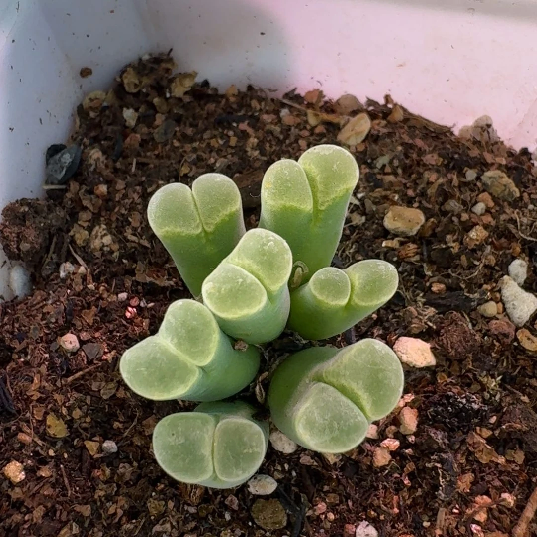 奶***葵云缦精品番杏27.31