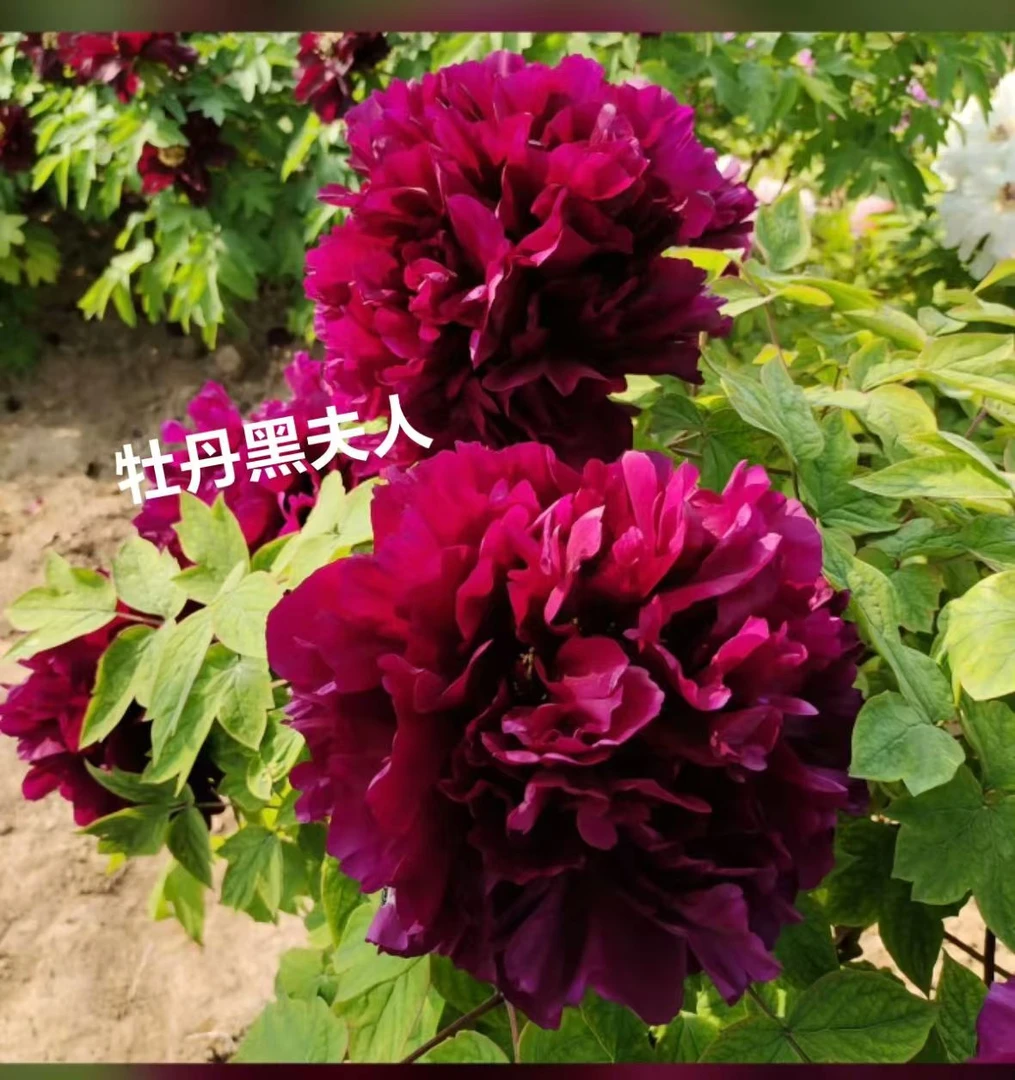 独杆牡丹牡丹花黑夫人，预售先发肥料秋季发苗带花苞绿植正宗花卉