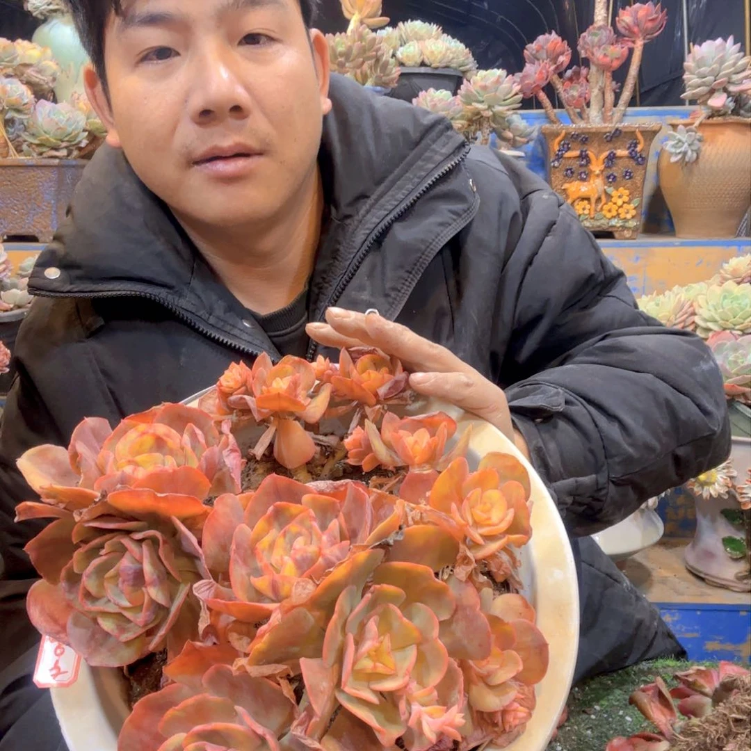 20-4 夕阳牡丹锦