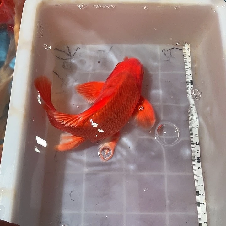 蝴蝶鲤鱼渔场直发176