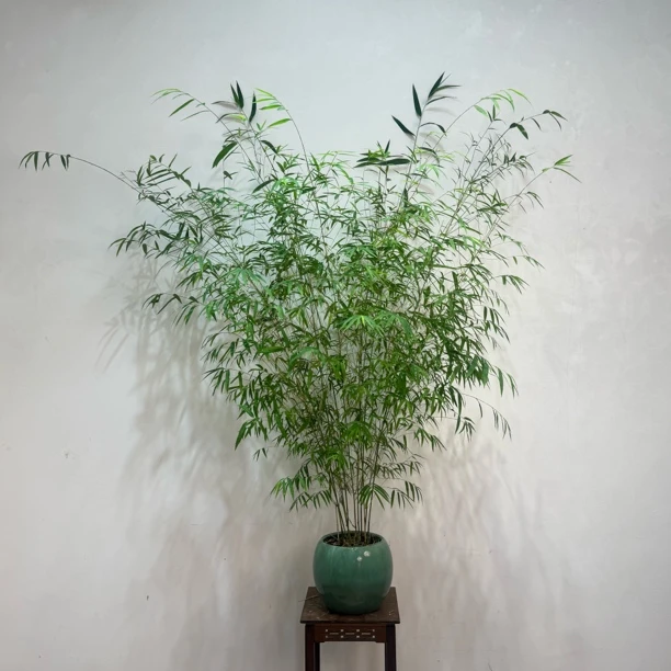 内门竹盆栽四季常青室内茶桌书房好养易活高雅禅意绿植盆景