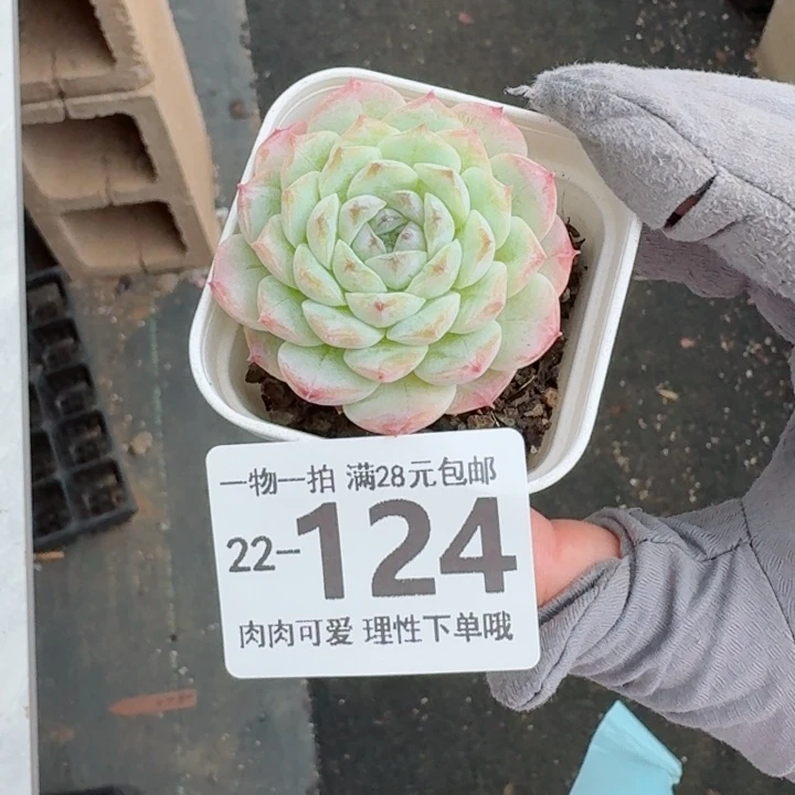 优选唐心无盆土发货