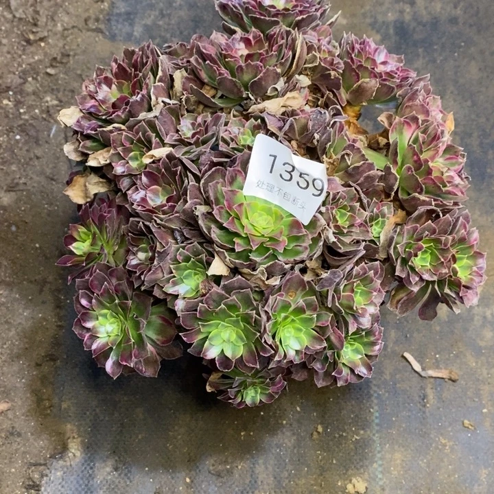 安娜多肉断头不包1359