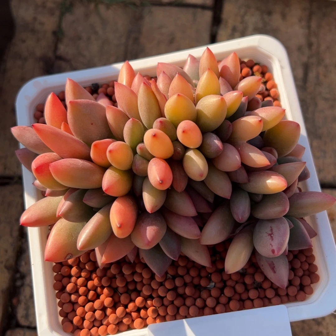 1221021 桃花源朵朵状态13厘米