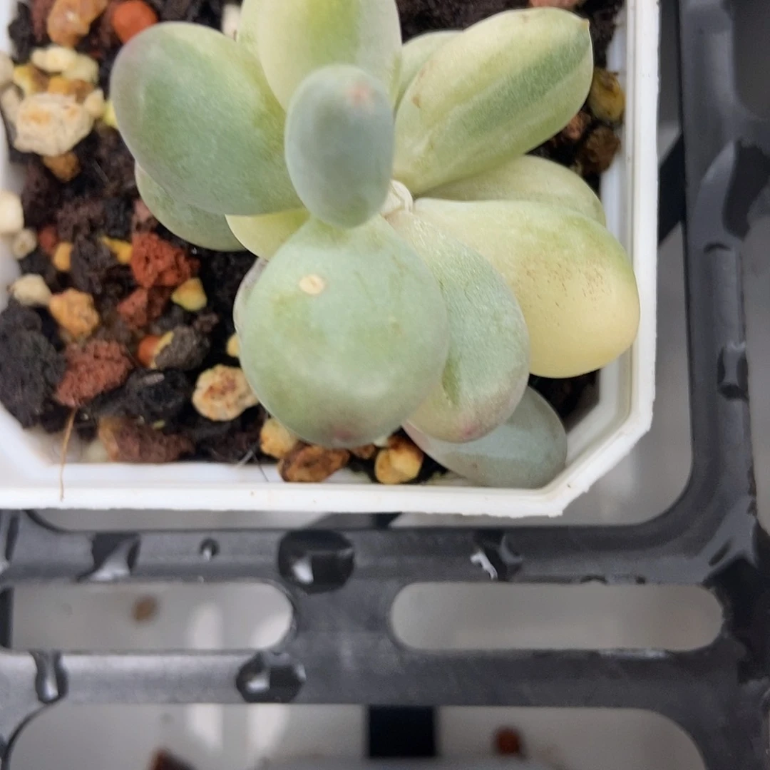 ✨****?俘虏多肉多肉锦