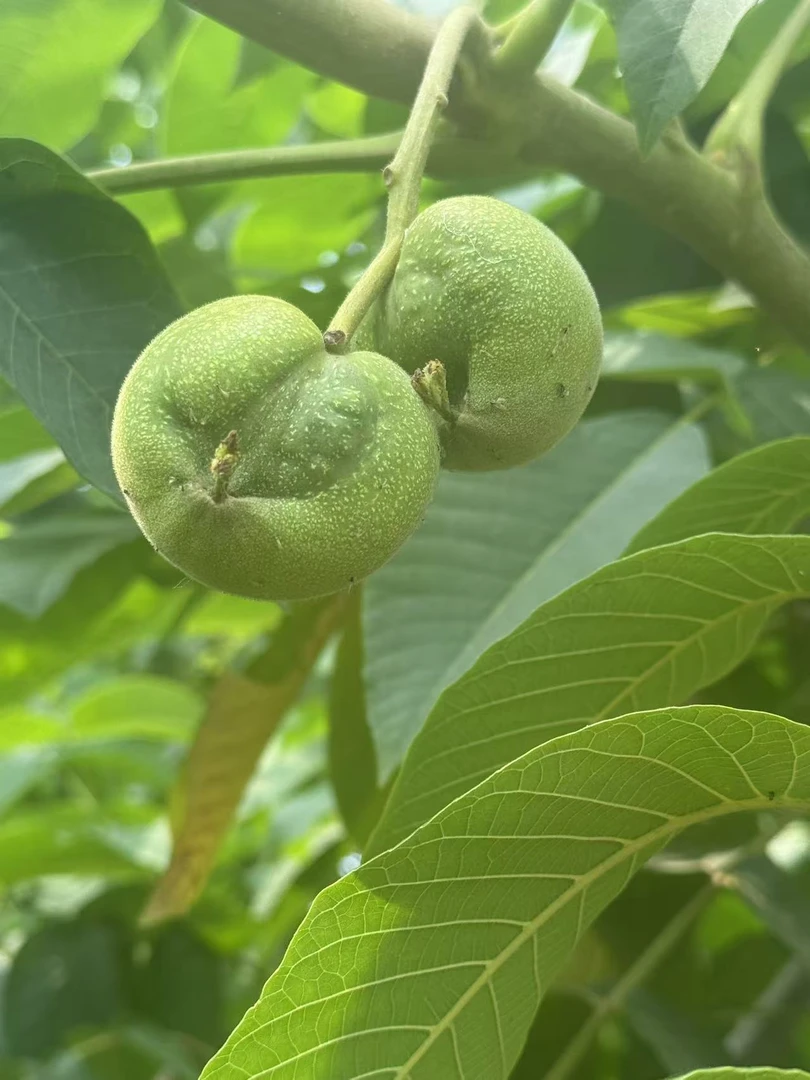 清皮文玩核桃开果