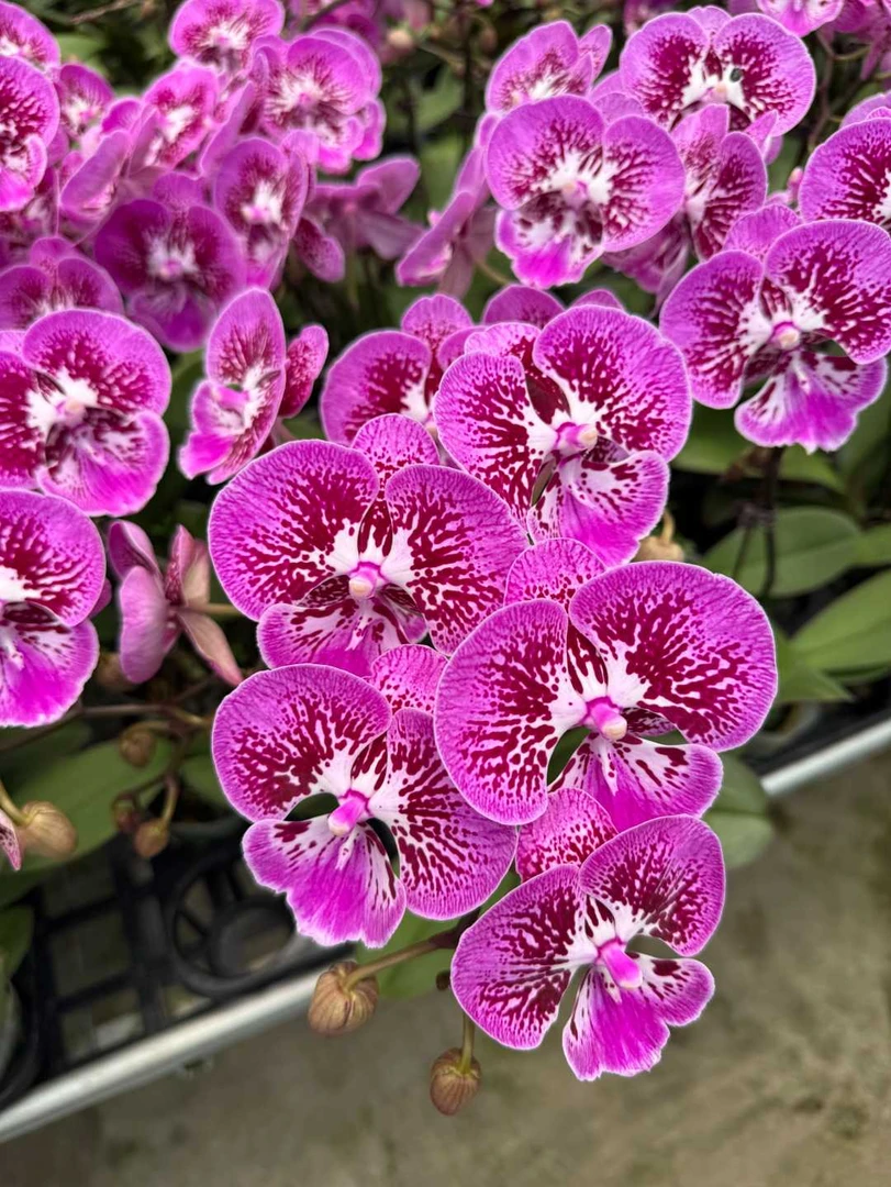 【魔鬼鱼】AA级蝴蝶兰小水专属   奶油色月亮四季开花绿植花卉