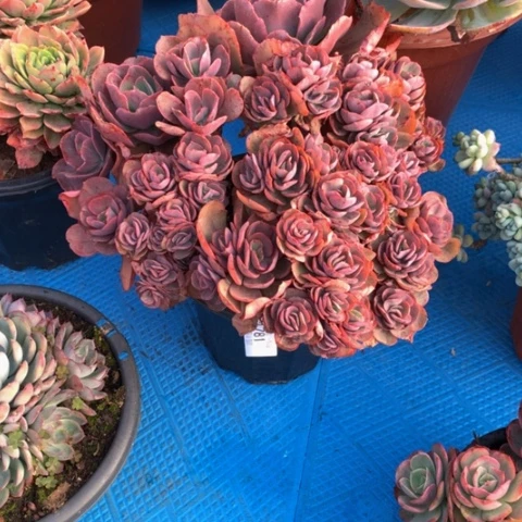 容*1781秀妍多肉