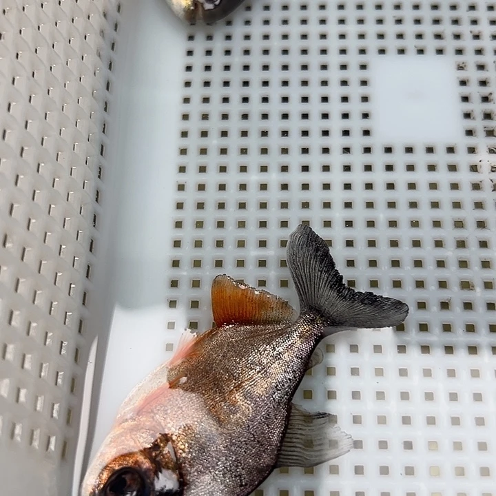 黑***秋海水鲳鱼3-5公分330条