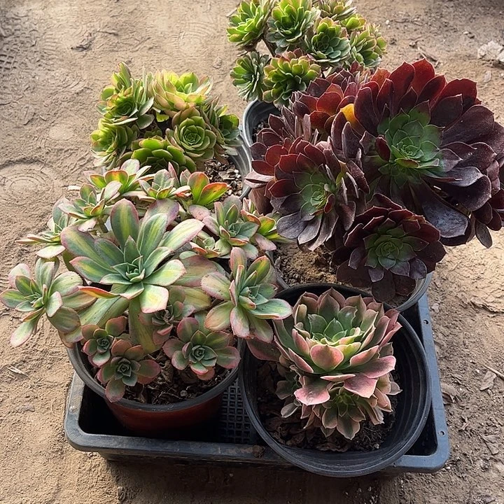 073多肉植物组合，