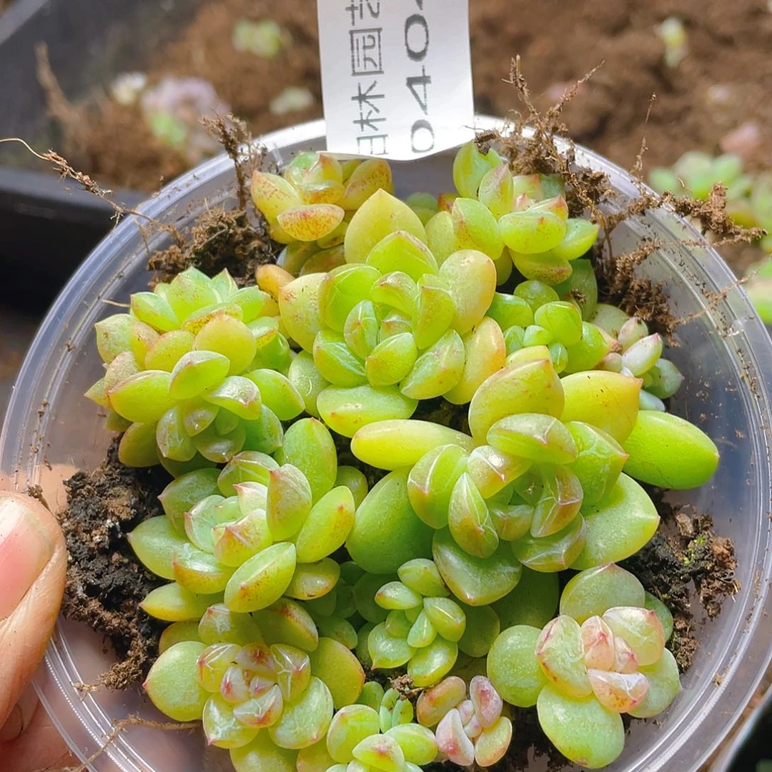 多肉植物多肉植物404