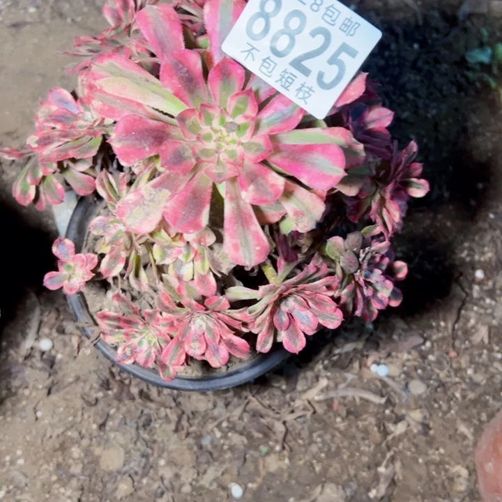 8825铜壶多肉植物法师法师