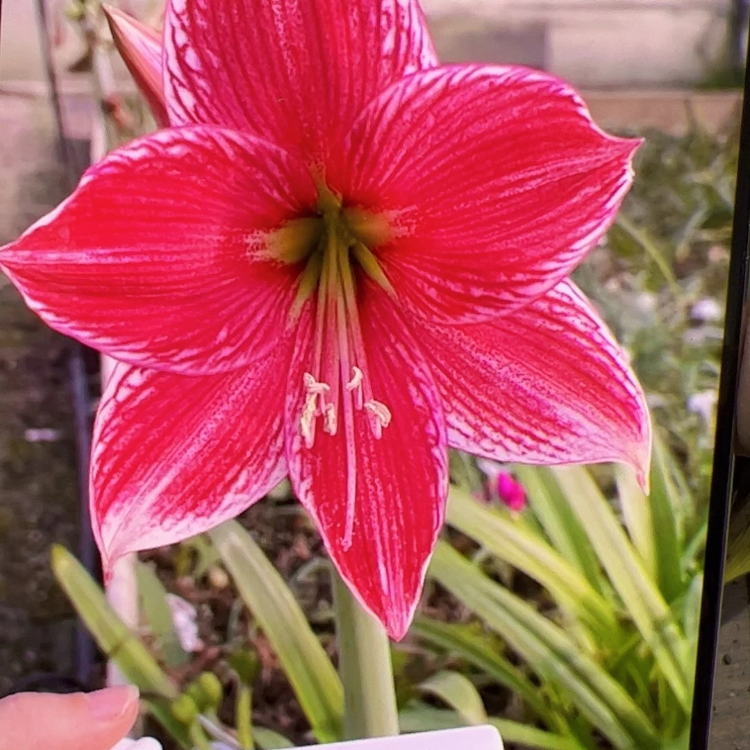 朱顶红2316开花球