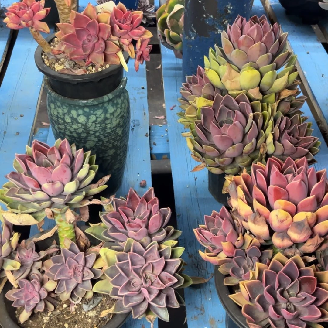 小雨多肉紫气东来