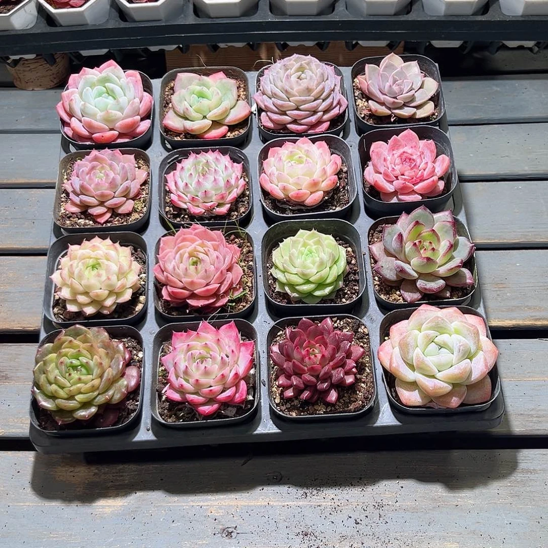 木16颗19.9 6.5cm口径黑方盆单头含盆含土量拍