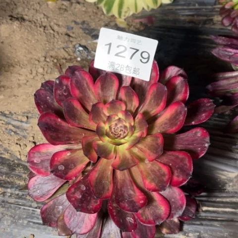 烟花多肉多肉1279