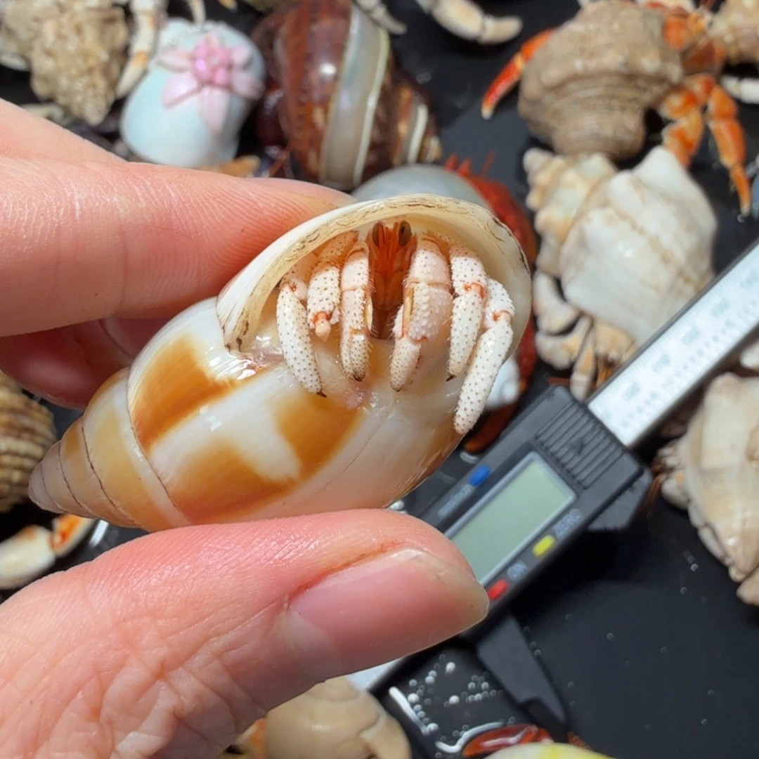 00005号1.7口左右再生尖小白草