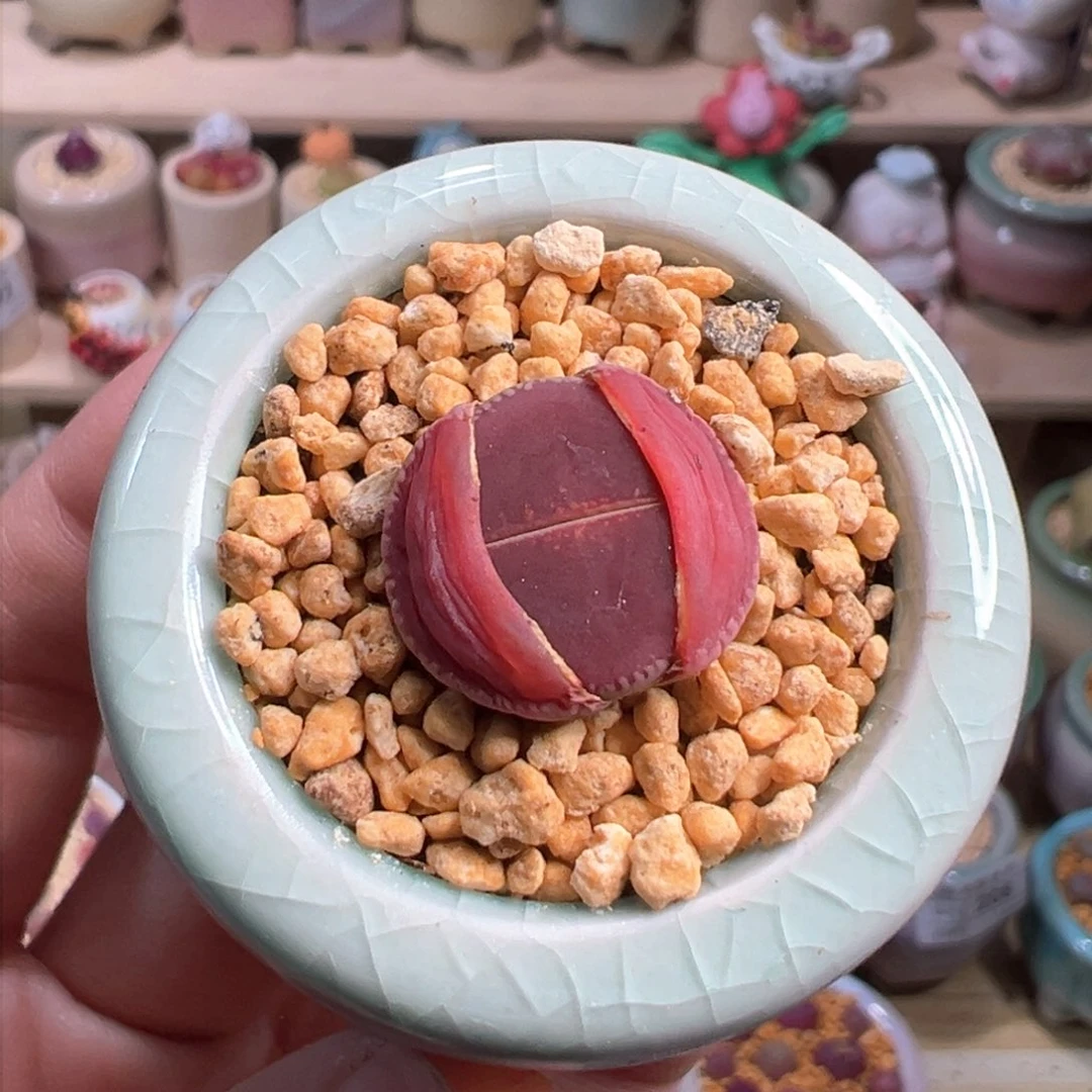 多肉植物220号比利时ko