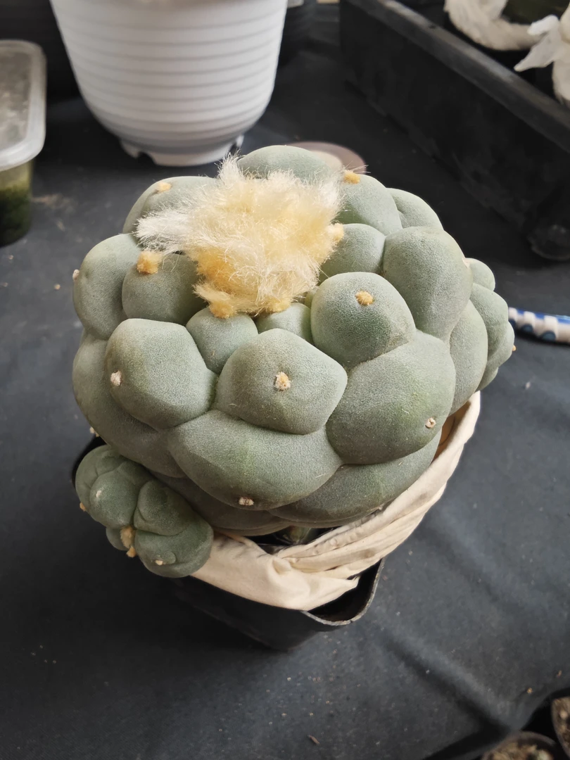 白肌大尤草球苗接