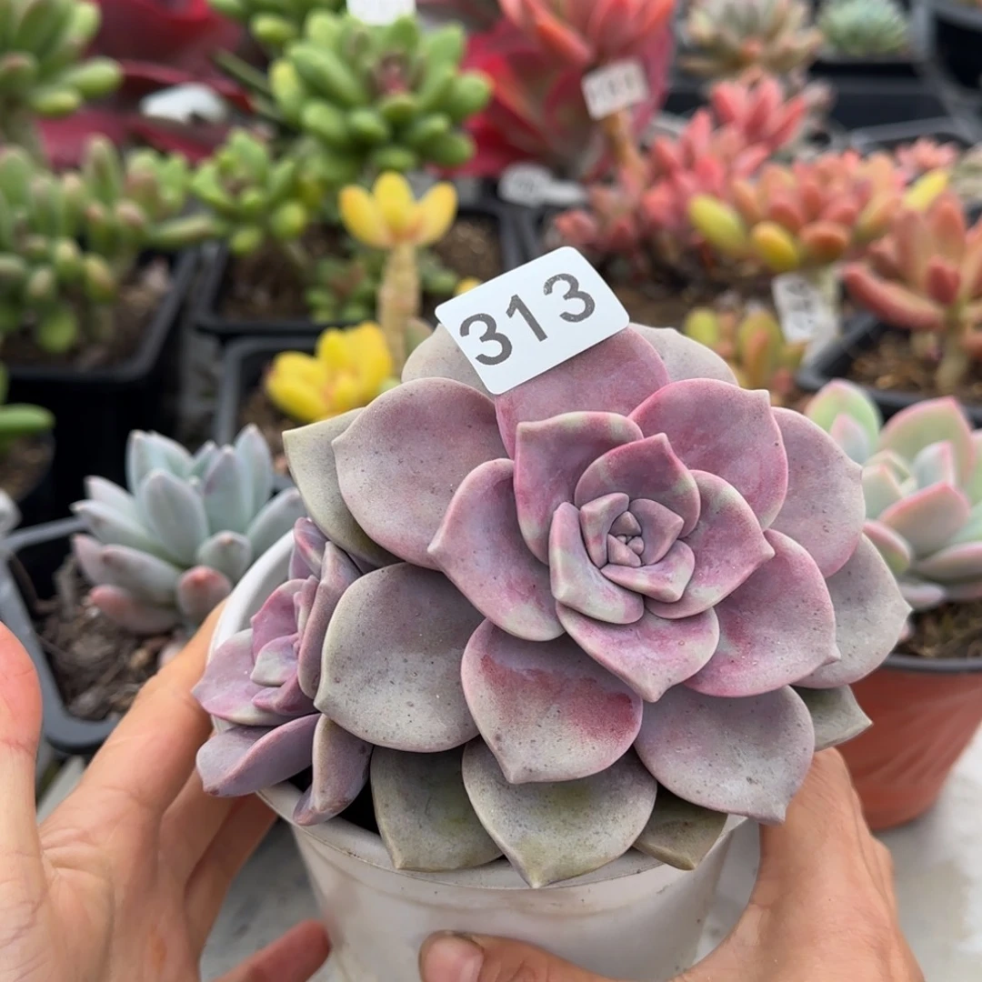 313号 一物一拍 一物一拍