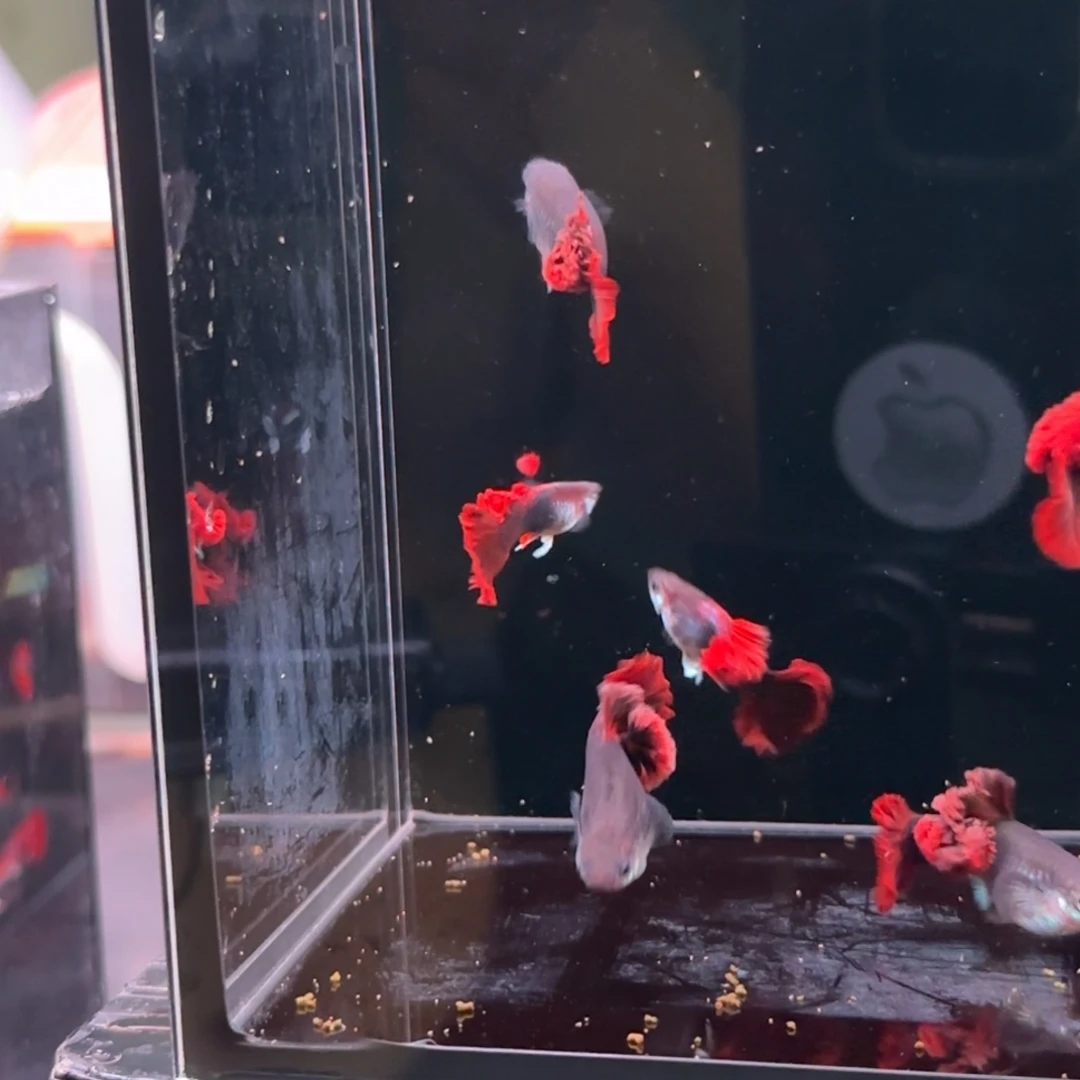 孔雀鱼菊花帆折扇3对