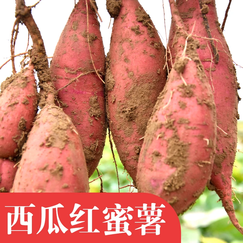 兰考西瓜红蜜薯 沙地种植 无筋无丝软糯香甜 烤红薯5斤装