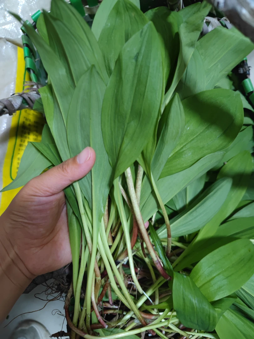 东北寒葱 山葱 现采现发