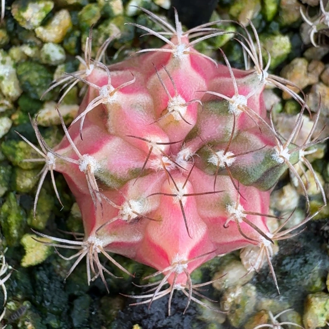 米哈实生自然锦79