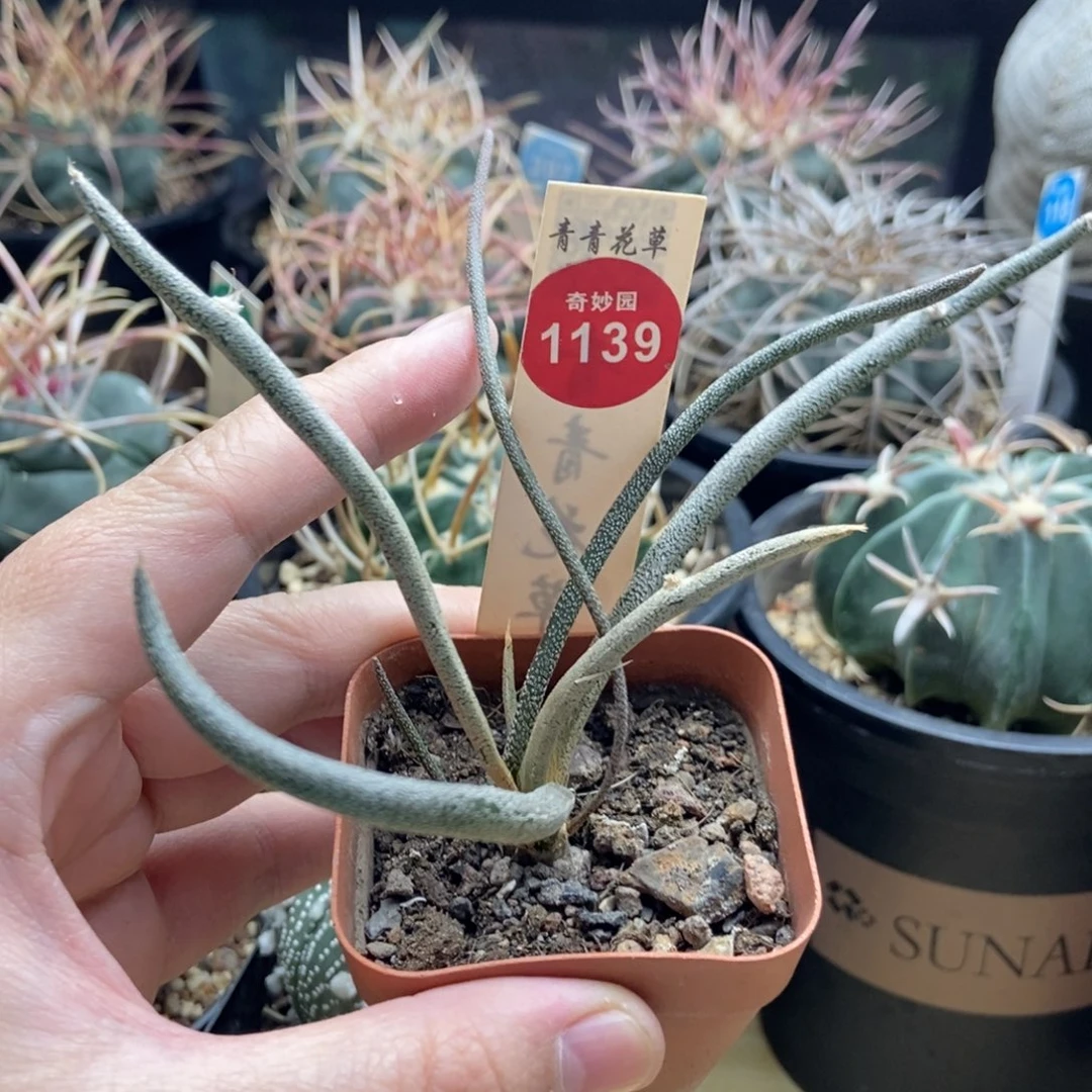 实生母本美杜莎一颗仙人球