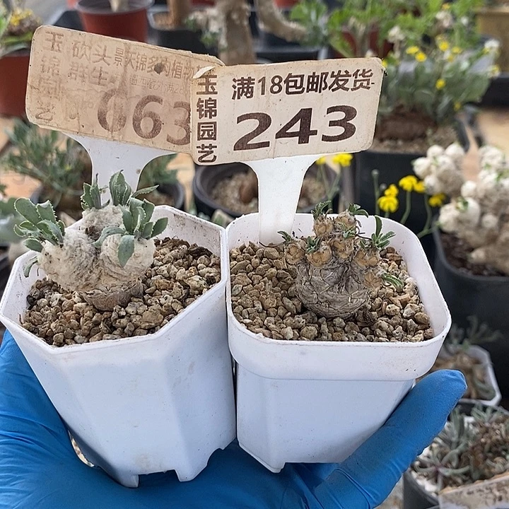 @*y243一一2颗一一一一