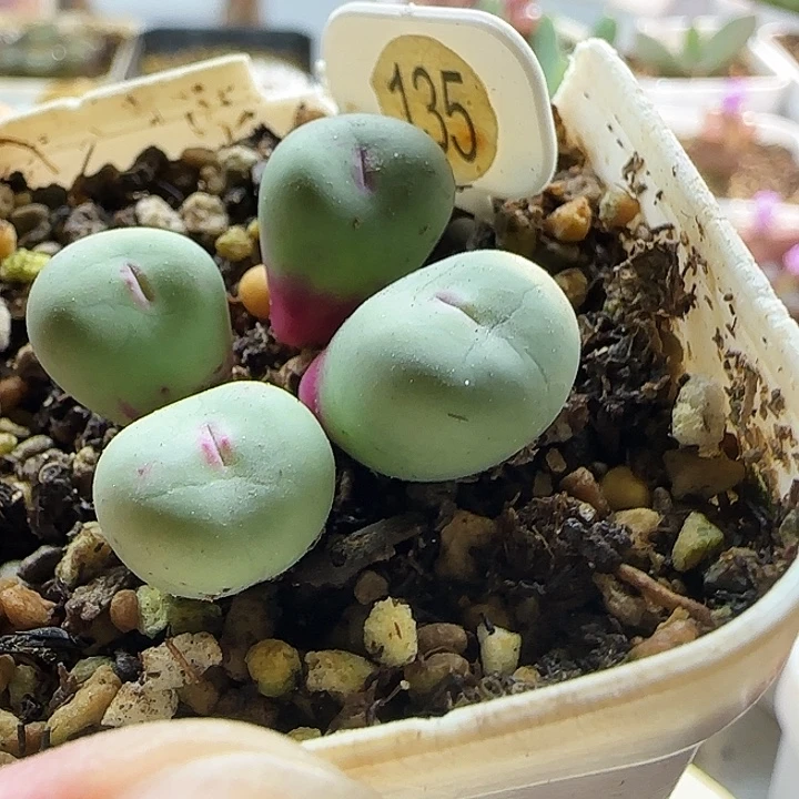 H***敏黑眼豆豆也很喜欢