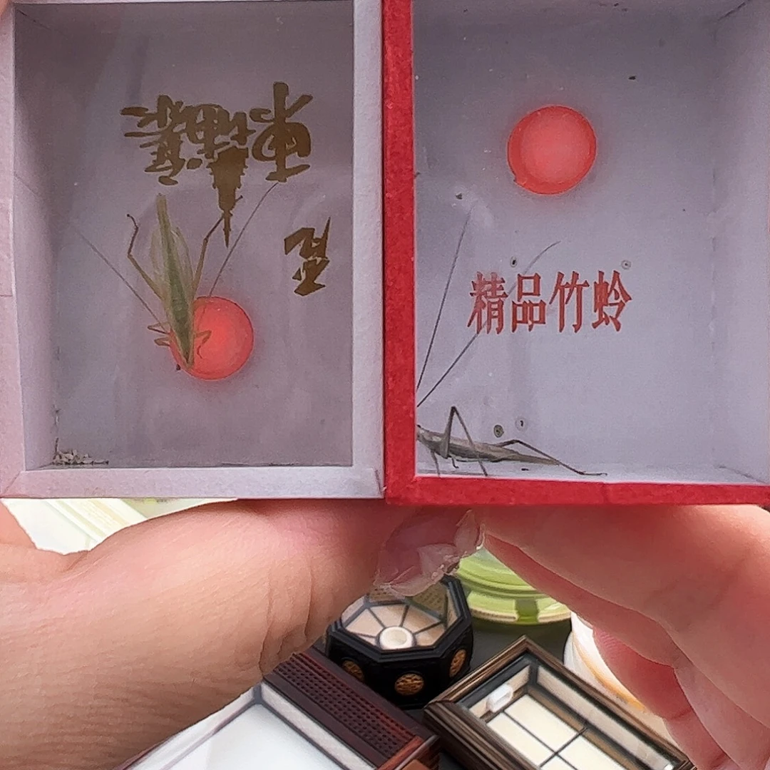 哈哈哈紫竹柬埔寨各一个