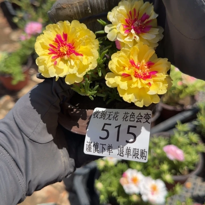 无花朵515超小苗盆口10cm