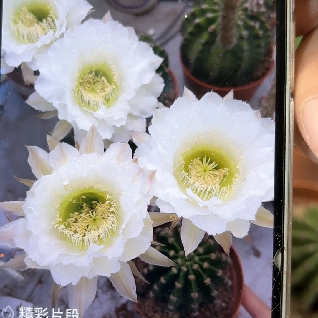 彩草青青209号5.5-6公分左右