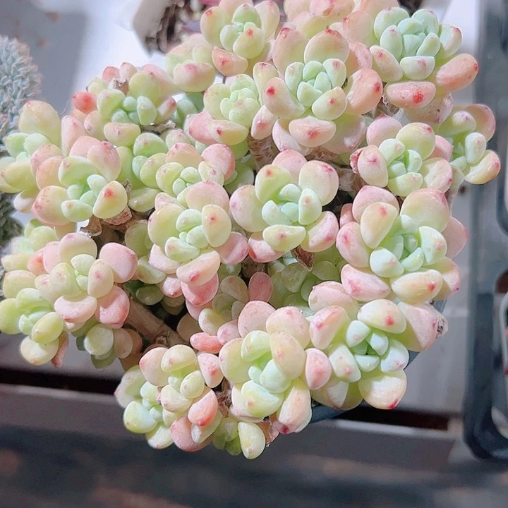 罗琦精品多肉植物