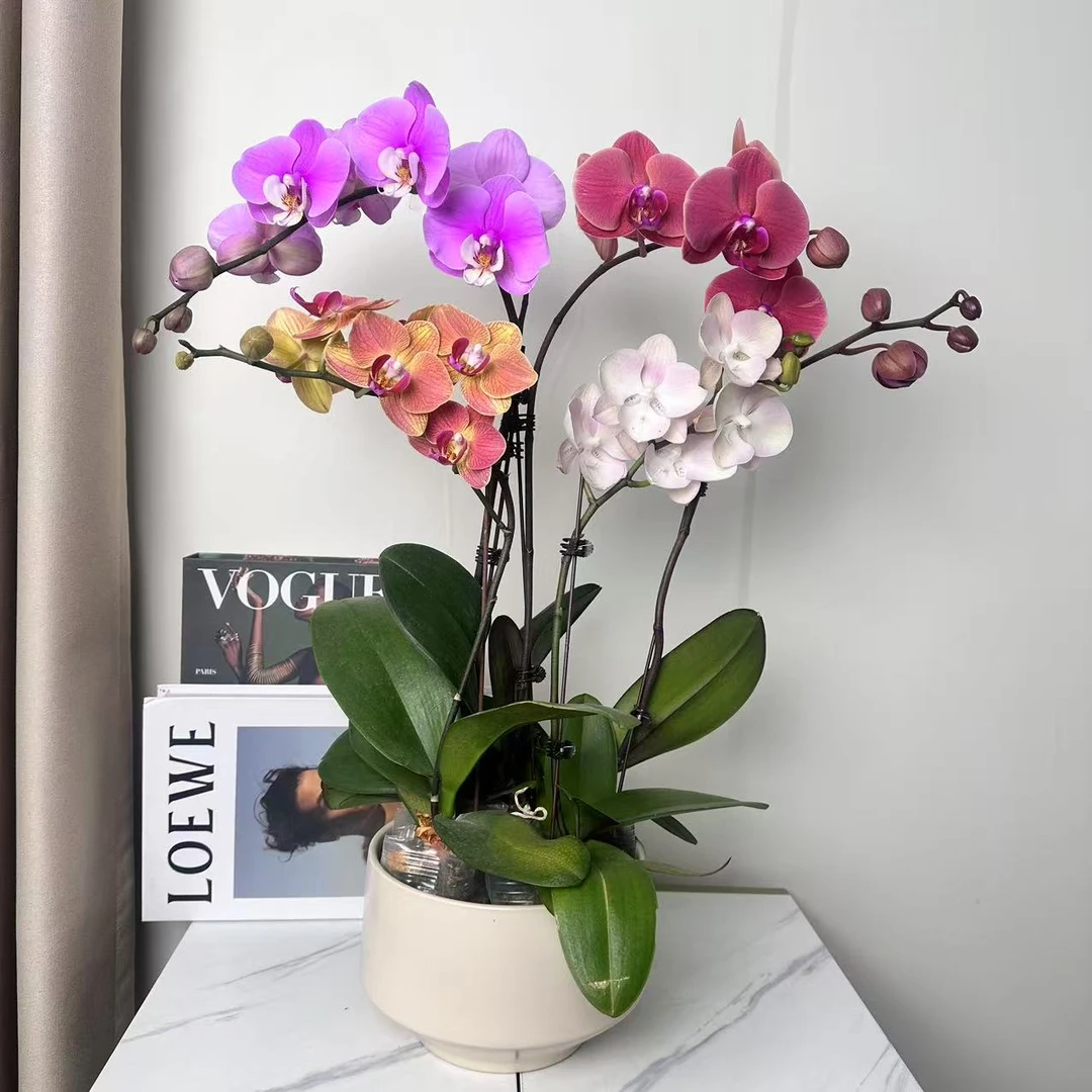 蝴蝶兰【年年有余】稀有品种 高端艺术组盆