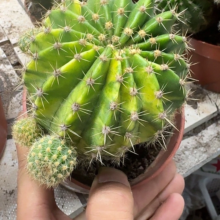 瑞***堂无花朵彩草哈哈哈哈哈哈哈