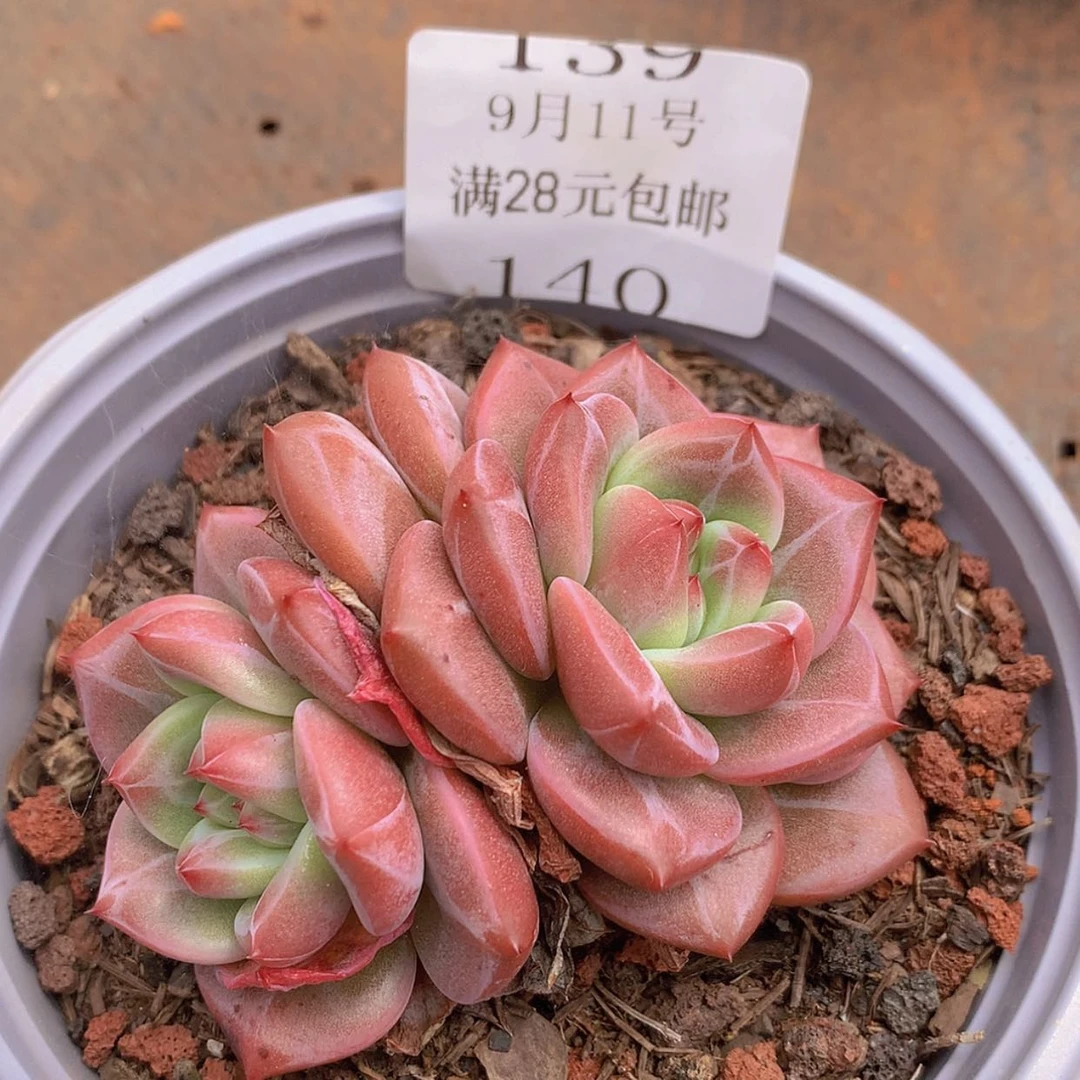 【闪购商品】云140号