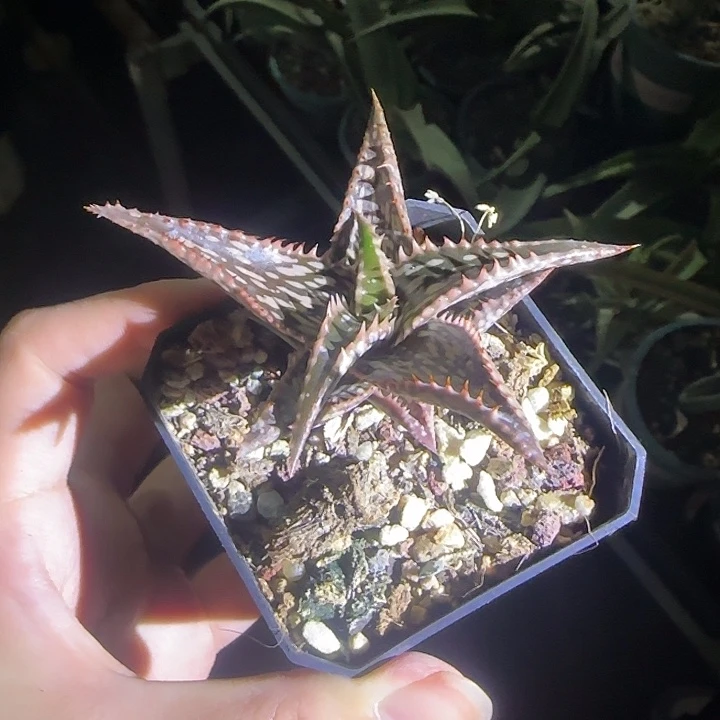 多肉植物多肉植物