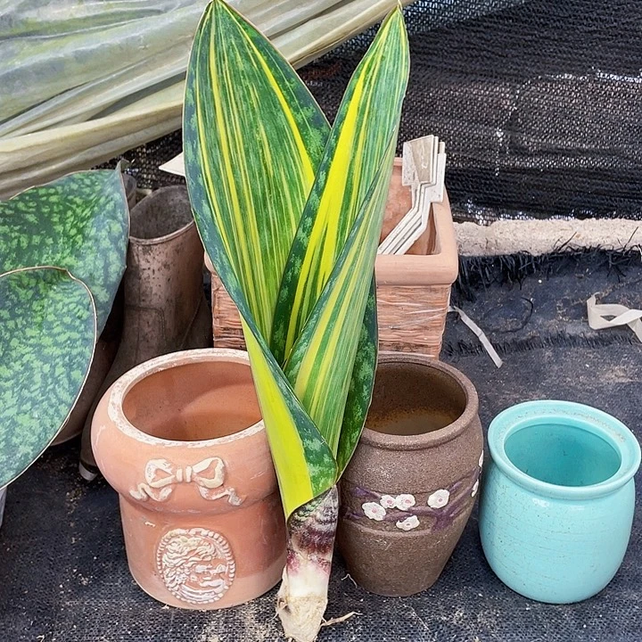 完全开放宝镜40cm