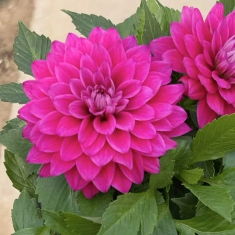 小丽花【丁香紫】盆栽新款重瓣带花苞大花型花卉多年生超长花期