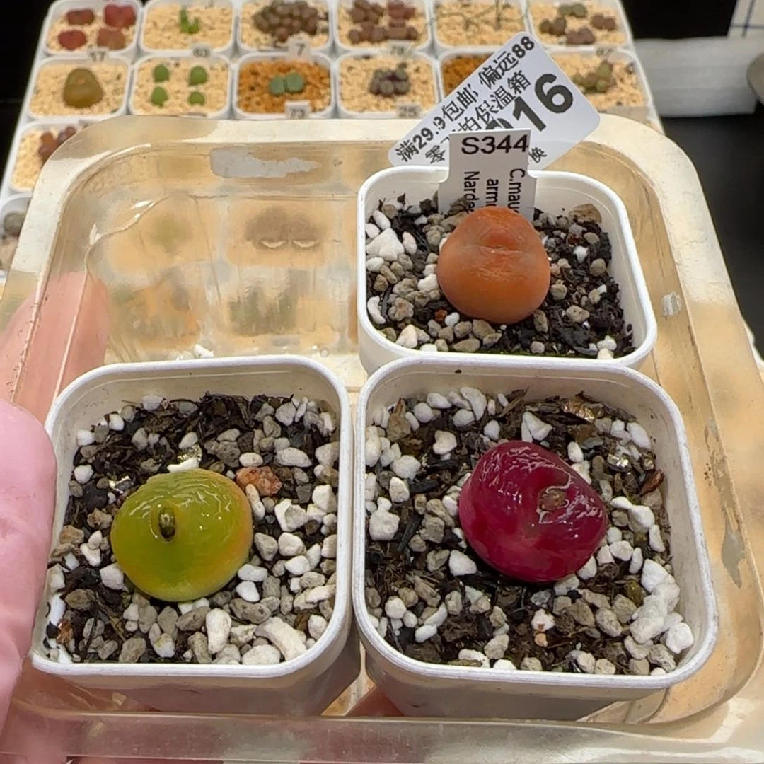 ࿒****࿒肉锥多肉植物百科26-1016