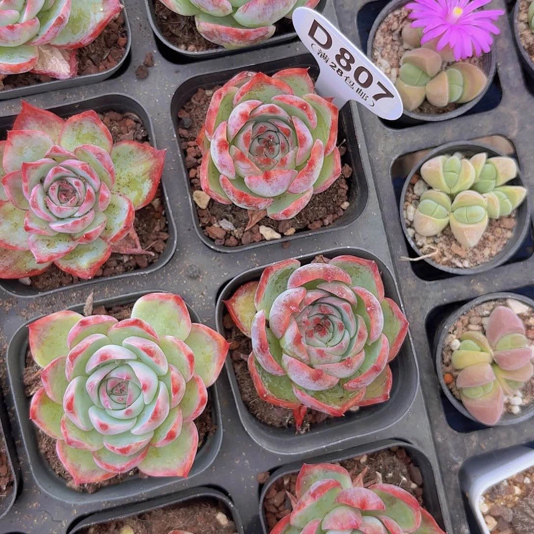 D807惊鸿仙子一物一拍