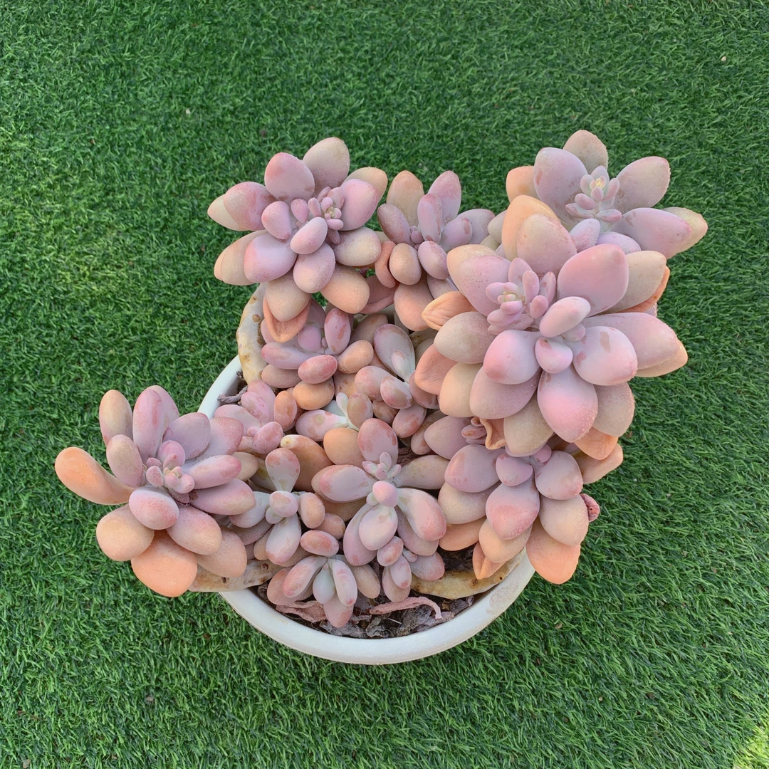 桃蛋群生 精品多肉 阳台盆栽 一单包邮