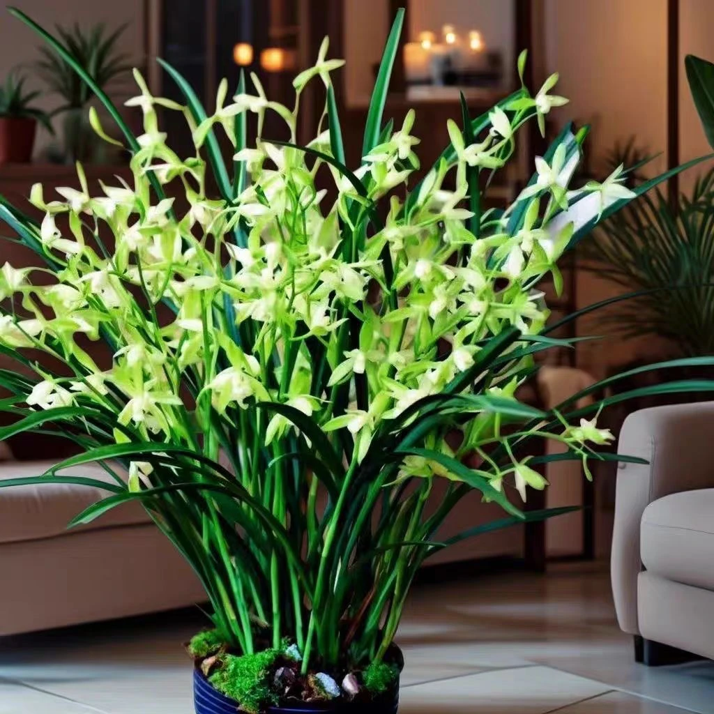 建兰带3支花起 国色天香 古风花盆种好室内阳台兰花绿植盆栽