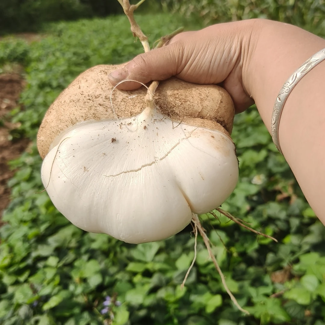 贵州安顺普定地萝卜贵州新鲜现挖地萝卜白薯蔬菜水果沙葛土番薯