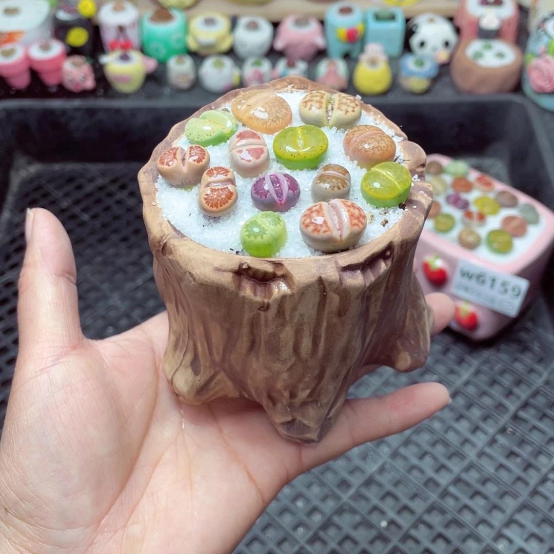 w6160 带盆土发货-零下地区拍保温箱