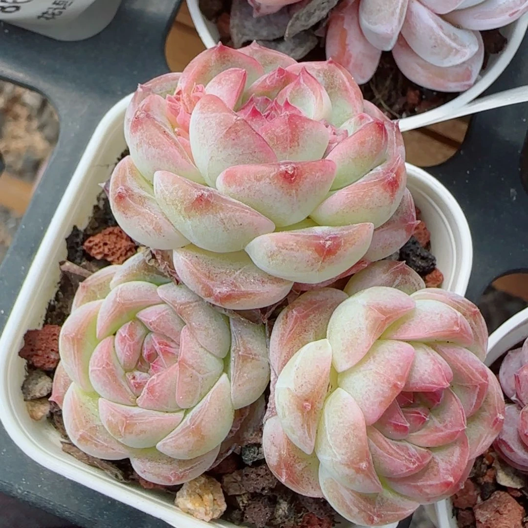 花语逸镜0327-100