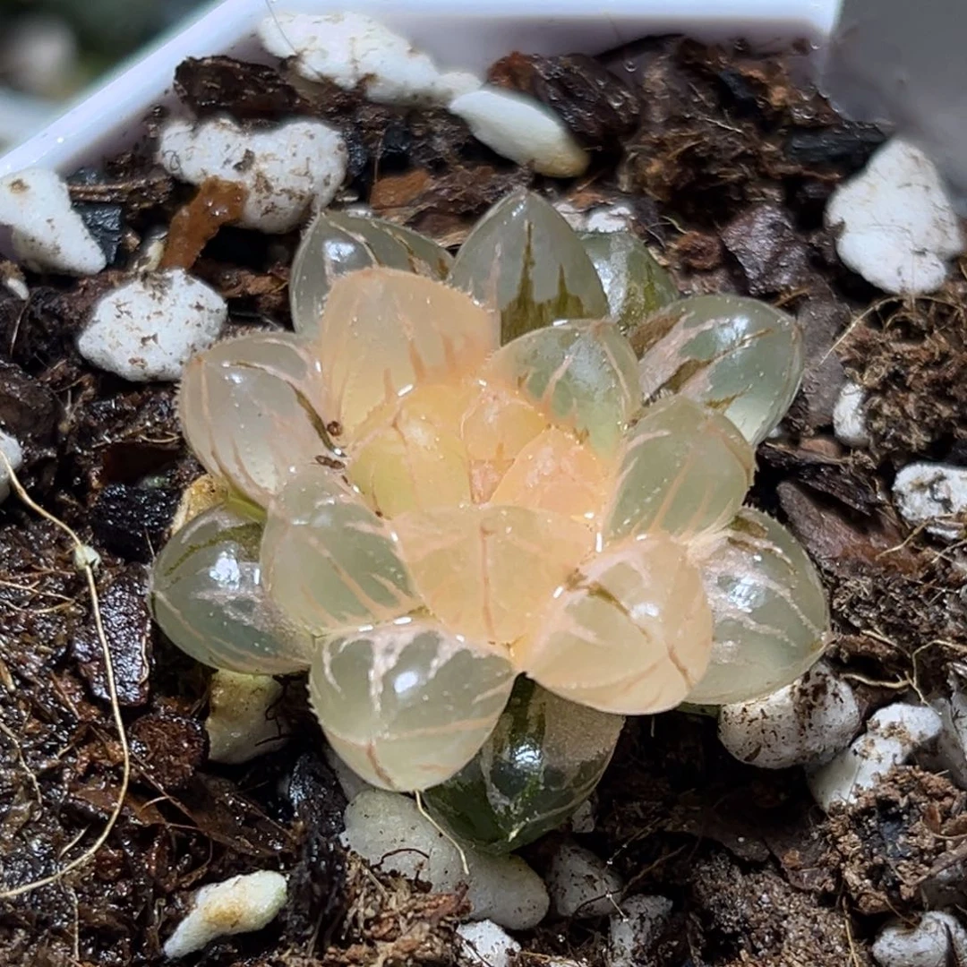 恭喜发财大吉大利0477