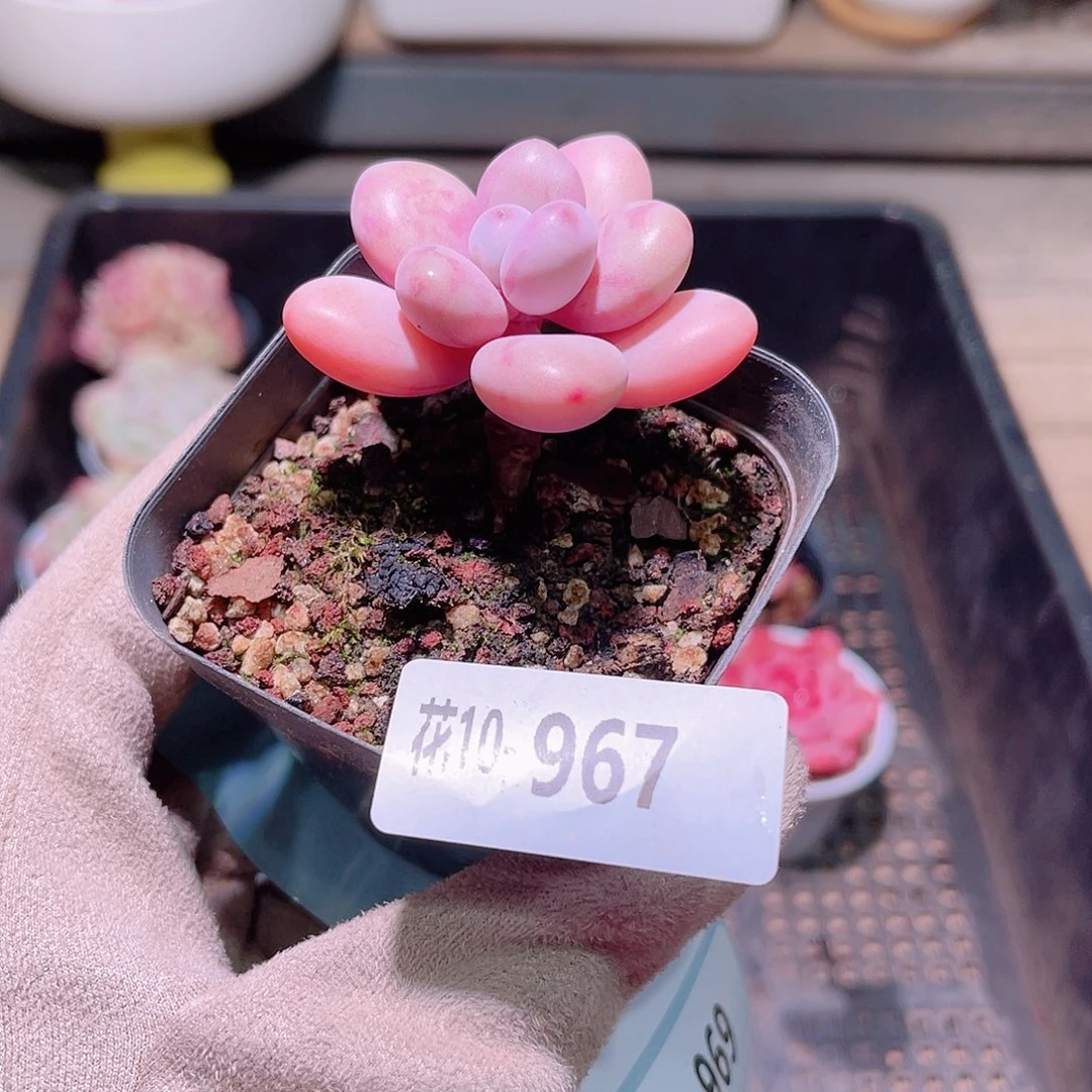 花利美10-967桃蛋